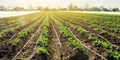 Young potatoes growing in the field are connected to drip irrigation. Agriculture landscape. Rural plantations. Farmland Farming.