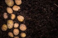 Young Potatoes on Soil, Border Background, Poster Template Royalty Free Stock Photo