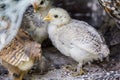 Young poult