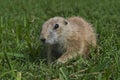 Young Prairie Dog Royalty Free Stock Photo