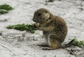 Young prairie dog eating carrot Royalty Free Stock Photo