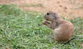 Young prairie dog eating grass Royalty Free Stock Photo