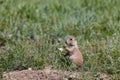 Young Prairie Dog Eating Royalty Free Stock Photo