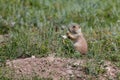 Young Prairie Dog Eating Royalty Free Stock Photo