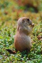 Young prairie dog eating some greens. Royalty Free Stock Photo