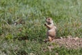 Young Prairie Dog Eating Royalty Free Stock Photo