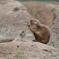 Young prairie dog with his mother Royalty Free Stock Photo