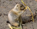 Young prairie dog Royalty Free Stock Photo