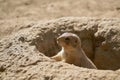 Young prairie dog Royalty Free Stock Photo