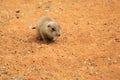 Young prairie dog Royalty Free Stock Photo