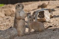 Young prairie dog seeking attention from parent Royalty Free Stock Photo