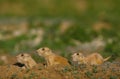 Young Prairie Dogs at Burrow Royalty Free Stock Photo