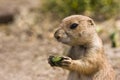 Young prairiedog Royalty Free Stock Photo