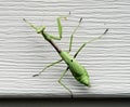 Young Praying Mantis on Aluminum Siding