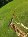 Young praying mantis on corn