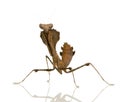 Young praying mantis - Deroplatys desiccata