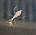 Young Praying Mantis Eating Live Stink Bug