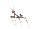 Young praying Mantis - Miomantis binotata, isolated on white Royalty Free Stock Photo
