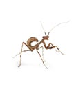 Young praying Mantis - Miomantis binotata, isolated on white Royalty Free Stock Photo