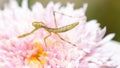 Young praying mantis on a pink flower Royalty Free Stock Photo