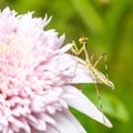 Young praying mantis on a pink flower Royalty Free Stock Photo