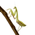 Young praying mantis - Sphodromantis lineola