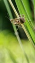 young praying mantises perched on green grass Royalty Free Stock Photo