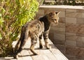 The young predator. Striped cat. Royalty Free Stock Photo