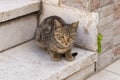 The young predator. Striped cat. Royalty Free Stock Photo