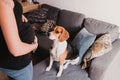 young pregnant woman at home with her cute beagle dog Royalty Free Stock Photo