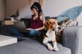Young pregnant woman working ob laptop at home. Cute beagle dog besides Royalty Free Stock Photo