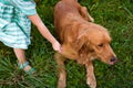 Young preschool girl playing with her cute pet dog