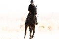 Young pretty girl - riding a horse in winter morning Royalty Free Stock Photo