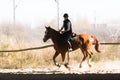 Young pretty girl - riding a horse in winter morning Royalty Free Stock Photo