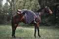 Young pretty latin girl laying on horseback in the forest. love animals concept. love horses Royalty Free Stock Photo