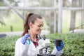 Woman agronomist doing experiment on seedling in greenhouse