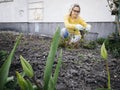 Young pretty woman with yellow sweater weeding weeds in a tulip bed