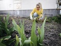 Young pretty woman with yellow sweater weeding weeds in a tulip bed