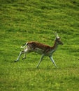 Young prickett Fallow deer in the spotted summer coats Royalty Free Stock Photo