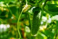 Young prickle cucumber hanging on vine in greenhouse