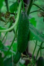 Young prickly crunchy cucumber on a branch in the greenhouse, close-up Royalty Free Stock Photo