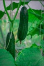 Young prickly crunchy cucumber on a branch in the greenhouse, close-up Royalty Free Stock Photo