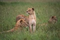 Young pride of Lions (Serengeti, Tanzania)