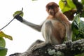 Young Proboscis monkey (Nasalis larvatus) in Bako National Park, Sarawak, Borneo