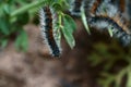 Young processionary moth Ocnogyna loewii. Royalty Free Stock Photo