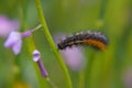 Ocnogyna loewii caterpillar in the Golan heights Israel Royalty Free Stock Photo