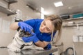 Young professional female veterinarian doctor check teeth of pug dog in veterinary clinic Royalty Free Stock Photo