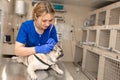 Young professional female veterinarian doctor clean ears of pug dog in veterinary clinic Royalty Free Stock Photo