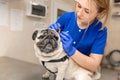 Young professional female veterinarian doctor clean ears of pug dog in veterinary clinic Royalty Free Stock Photo