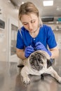 Young professional female veterinarian doctor clean ears of pug dog in veterinary clinic Royalty Free Stock Photo
